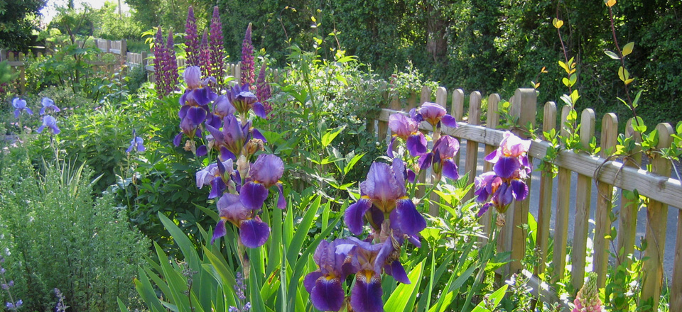 P South Norfolk Cottage Garden