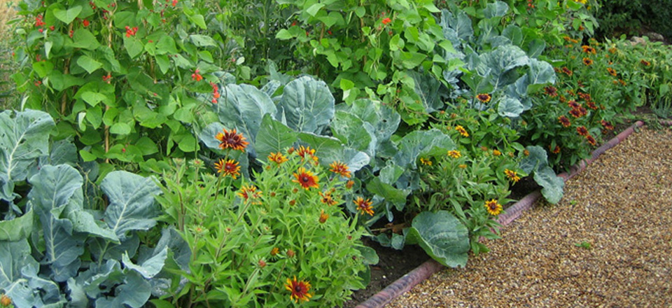T Vegetables and Companion Planting